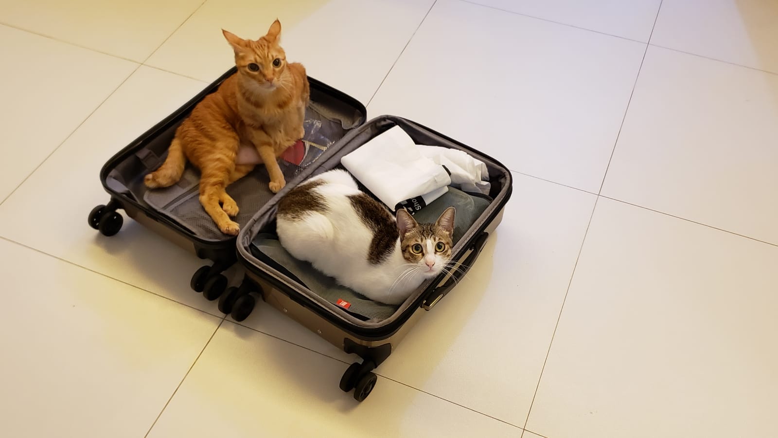 2f1b2b42-8bdc-4954-a706-02b2b2c70acc